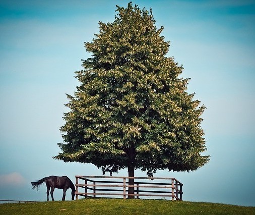 horse grazing under a tree